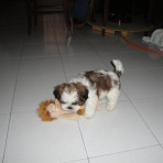 Jugando con su peluche preferido ya en su nuevo hogar,¿cual es el peluche?